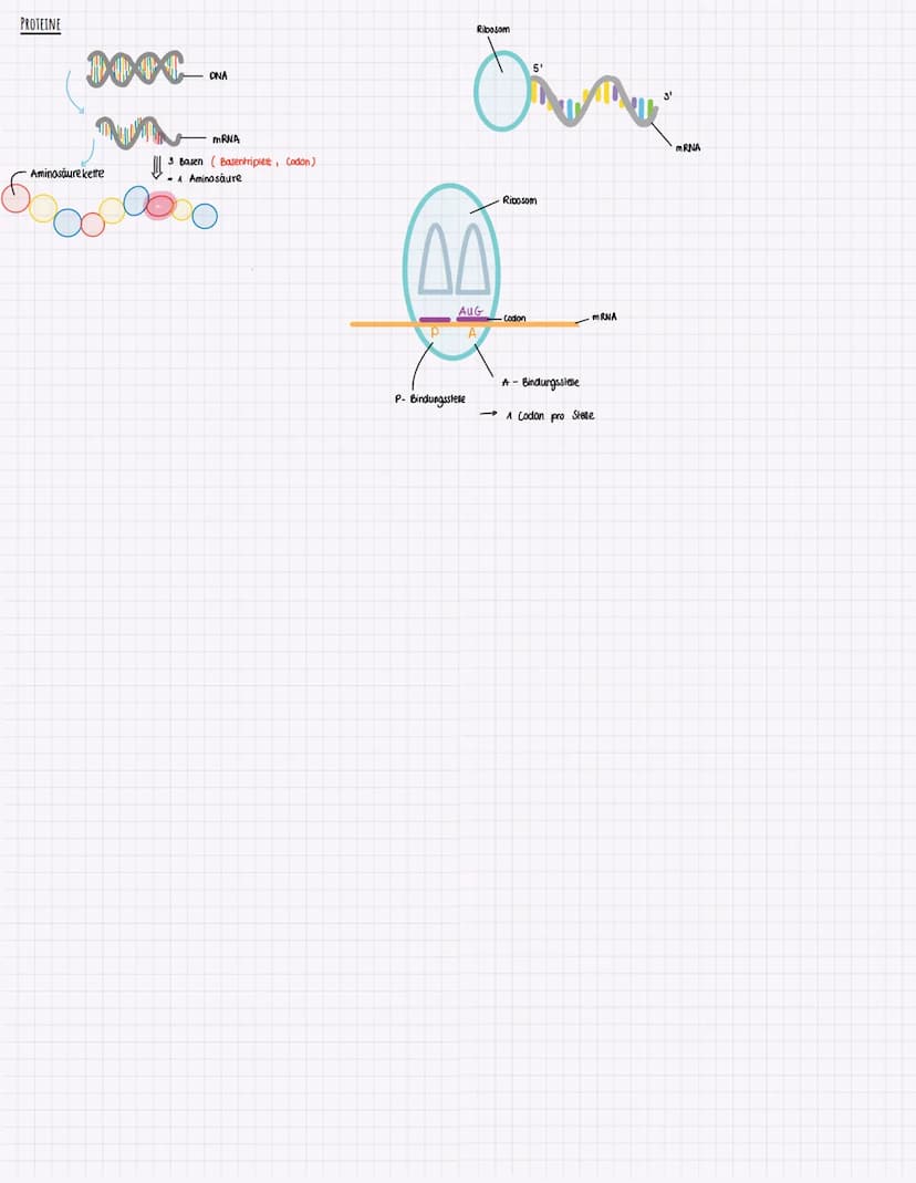 3'
TRANSKRIPTION BEI PROKARYOTEN
= DNA - Sequenz wird einsträngig kopiert
-> Kopie ist zum Matrizenstrang,,codogener Strang" komplementär
- 