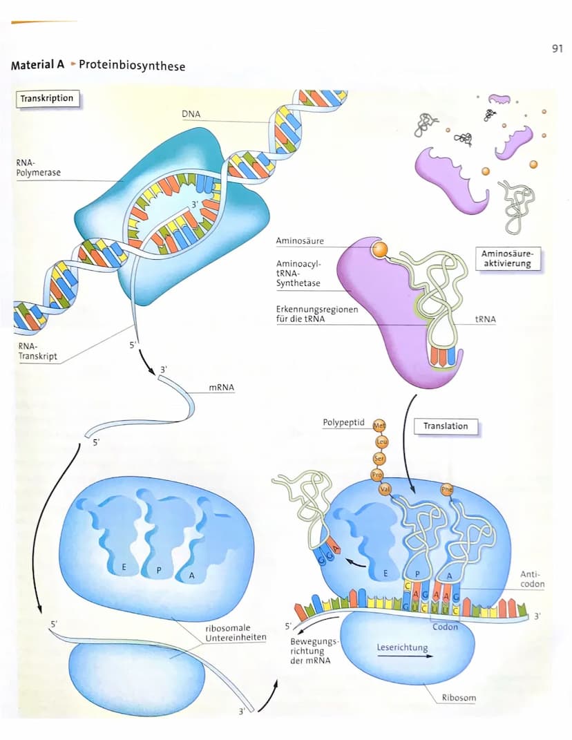 3'
TRANSKRIPTION BEI PROKARYOTEN
= DNA - Sequenz wird einsträngig kopiert
-> Kopie ist zum Matrizenstrang,,codogener Strang" komplementär
- 