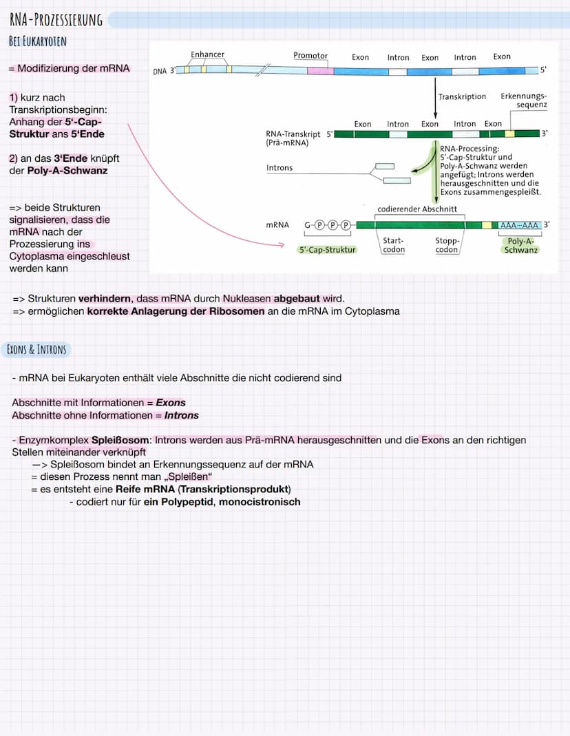 3'
TRANSKRIPTION BEI PROKARYOTEN
= DNA - Sequenz wird einsträngig kopiert
-> Kopie ist zum Matrizenstrang,,codogener Strang" komplementär
- 