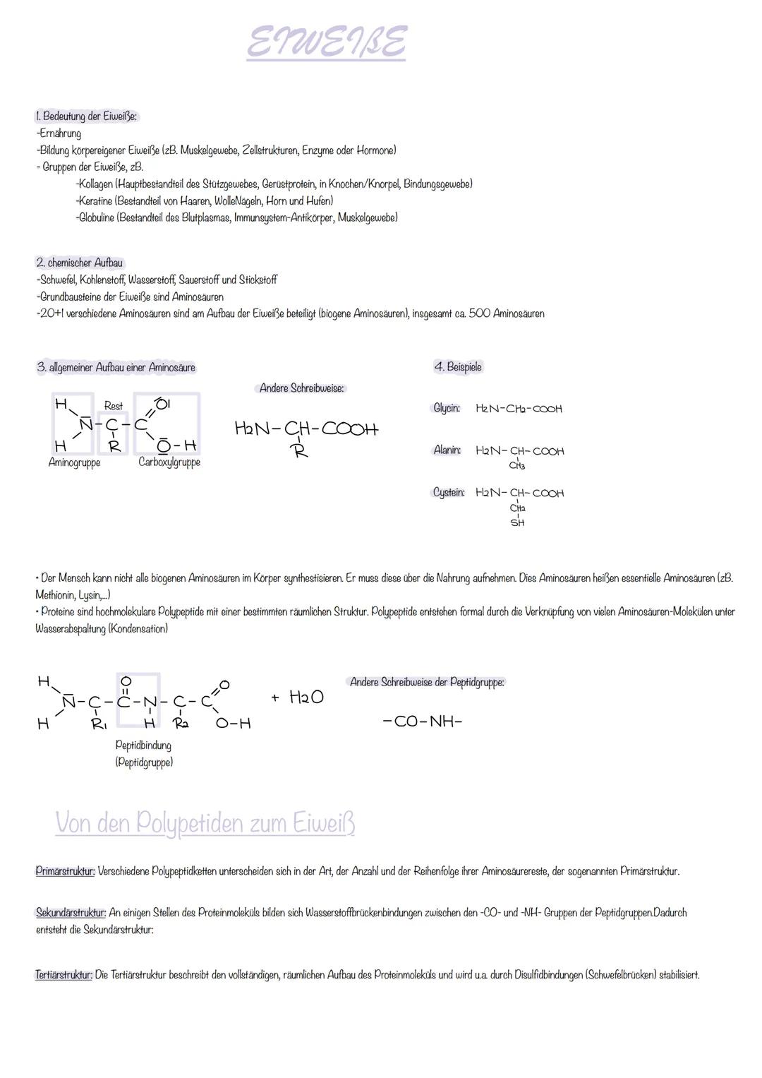 1. Bedeutung der Eiweiße:
-Ernährung
-Bildung körpereigener Eiweiße (zB. Muskelgewebe, Zellstrukturen, Enzyme oder Hormone)
- Gruppen der Ei