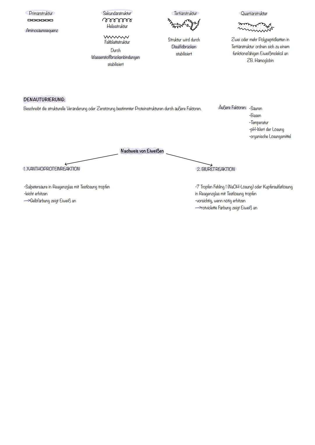 1. Bedeutung der Eiweiße:
-Ernährung
-Bildung körpereigener Eiweiße (zB. Muskelgewebe, Zellstrukturen, Enzyme oder Hormone)
- Gruppen der Ei