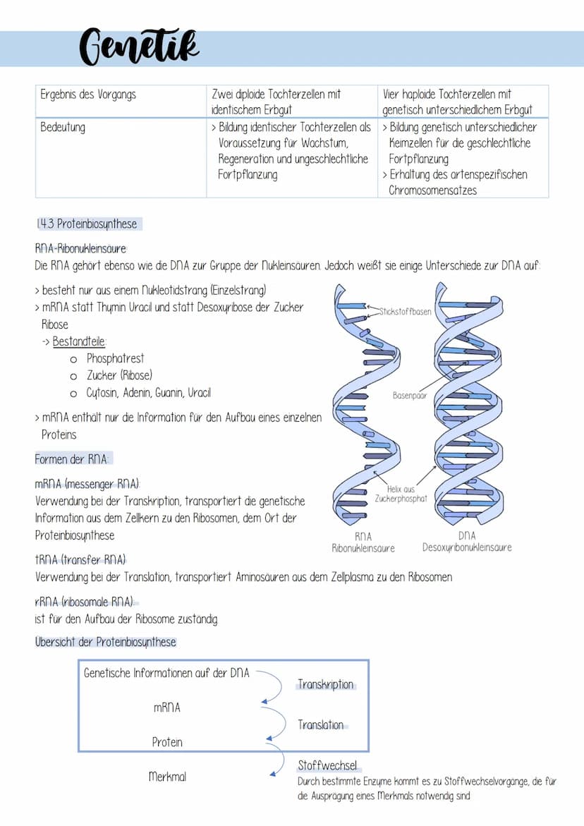 Genetik
1. Zellulare Grundlagen
II Bau und Funktion von Zellen
Prokaryotischen Zellen
Zellen ohne echten
Zellkern
zB. Bakterienzellen
9 8
Pf