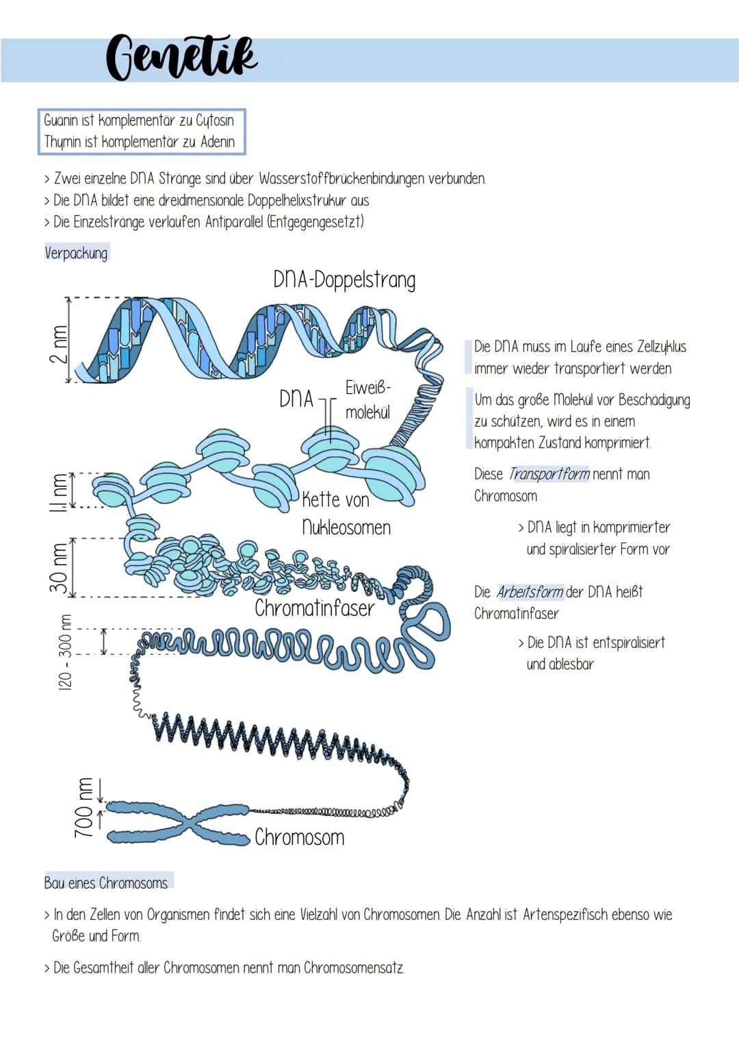 Genetik
1. Zellulare Grundlagen
II Bau und Funktion von Zellen
Prokaryotischen Zellen
Zellen ohne echten
Zellkern
zB. Bakterienzellen
9 8
Pf