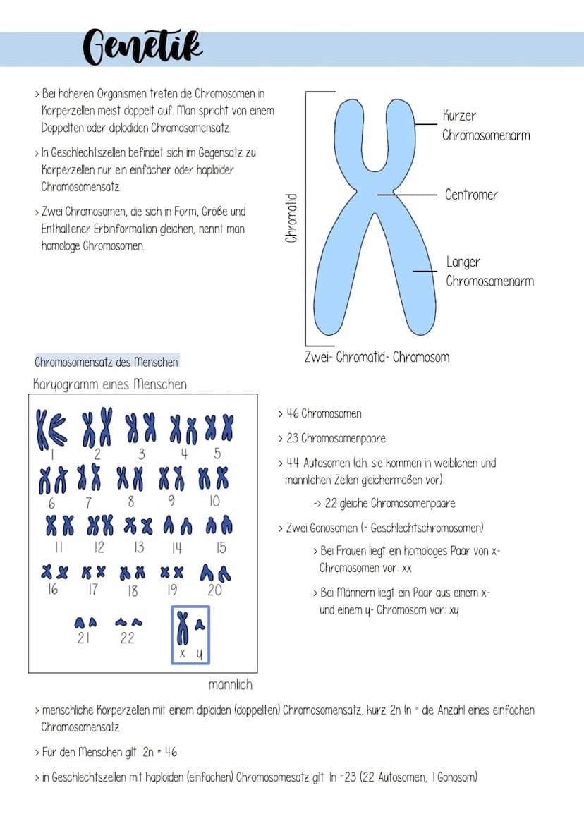 Genetik
1. Zellulare Grundlagen
II Bau und Funktion von Zellen
Prokaryotischen Zellen
Zellen ohne echten
Zellkern
zB. Bakterienzellen
9 8
Pf