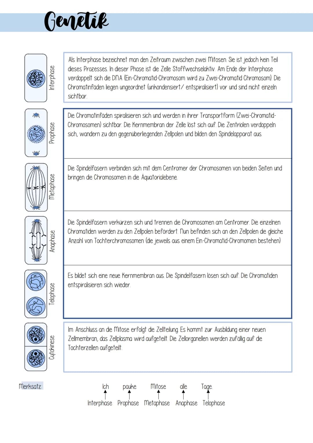 Genetik
1. Zellulare Grundlagen
II Bau und Funktion von Zellen
Prokaryotischen Zellen
Zellen ohne echten
Zellkern
zB. Bakterienzellen
9 8
Pf