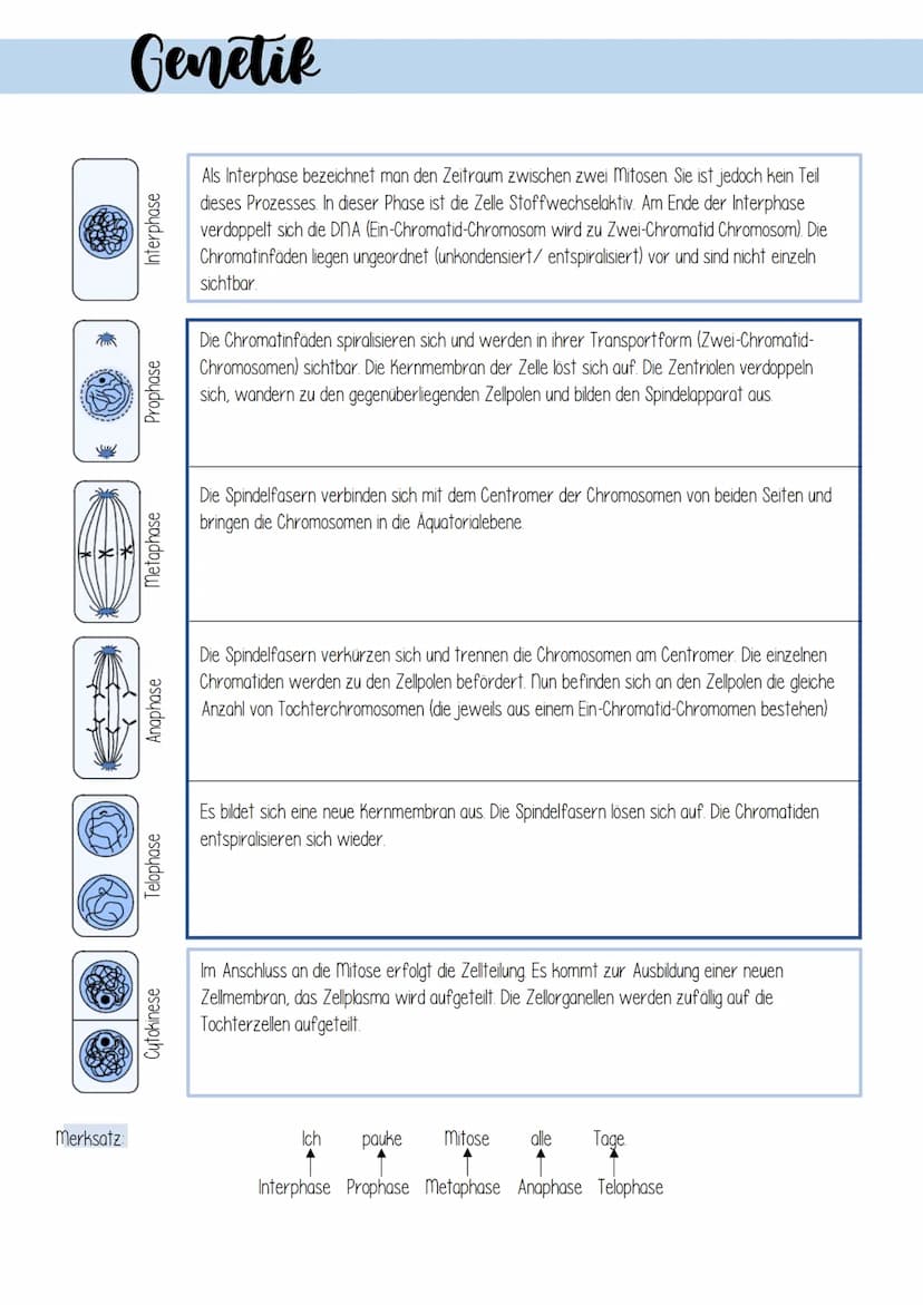 Genetik
1. Zellulare Grundlagen
II Bau und Funktion von Zellen
Prokaryotischen Zellen
Zellen ohne echten
Zellkern
zB. Bakterienzellen
9 8
Pf