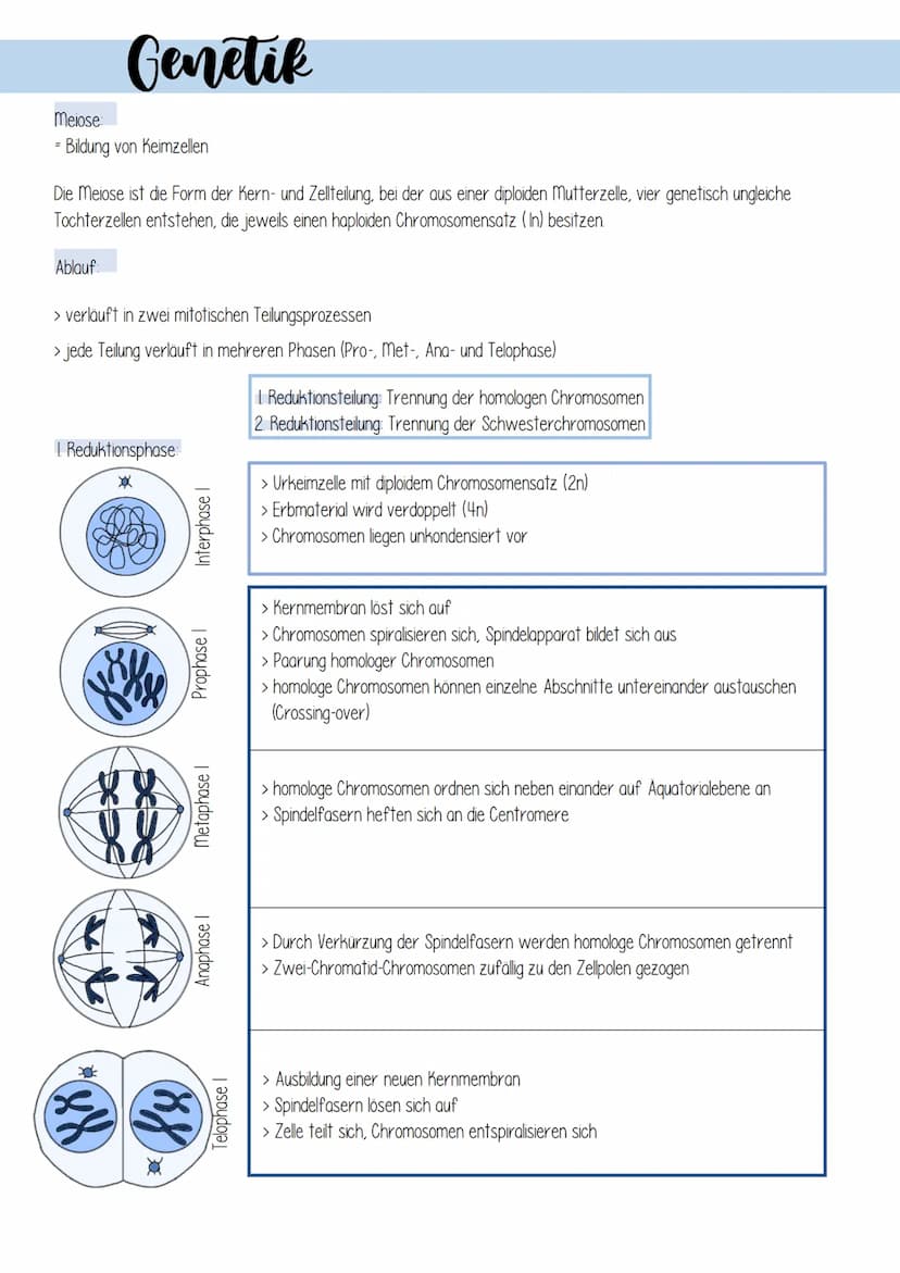 Genetik
1. Zellulare Grundlagen
II Bau und Funktion von Zellen
Prokaryotischen Zellen
Zellen ohne echten
Zellkern
zB. Bakterienzellen
9 8
Pf