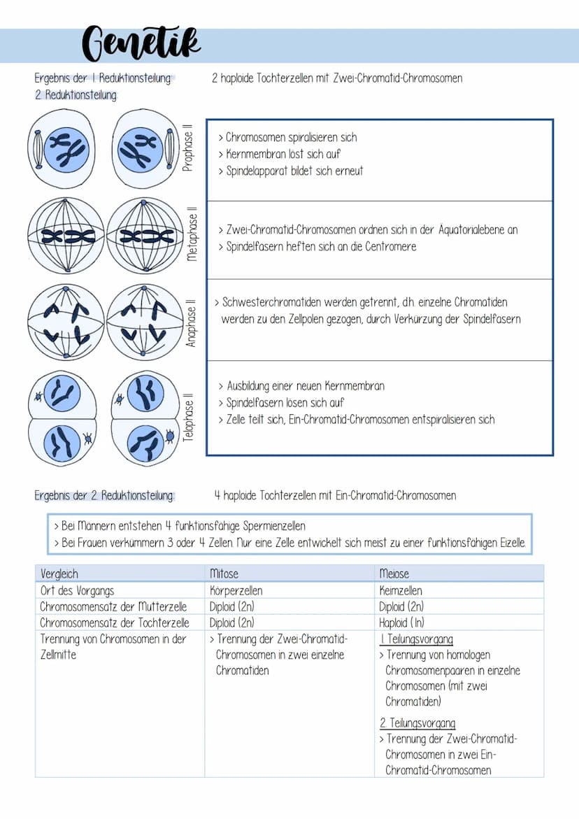 Genetik
1. Zellulare Grundlagen
II Bau und Funktion von Zellen
Prokaryotischen Zellen
Zellen ohne echten
Zellkern
zB. Bakterienzellen
9 8
Pf