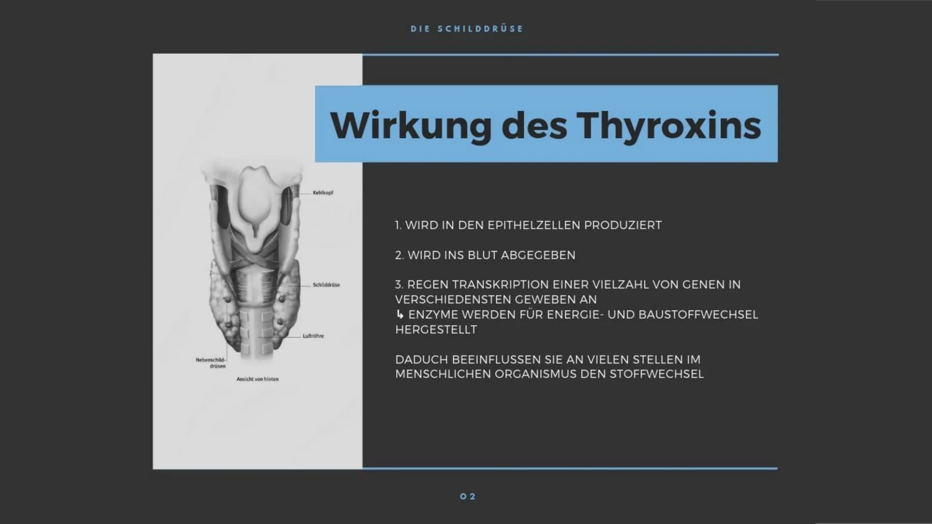 M
K
BIOLOGIE PRÄSENTATION
DIE
SCHILDDRÜSE Gliederung
> Allgemeines
Die Thyroxinherstellung
a) Wirkung
b) Regulationsprinzip
c) Regelkreissch