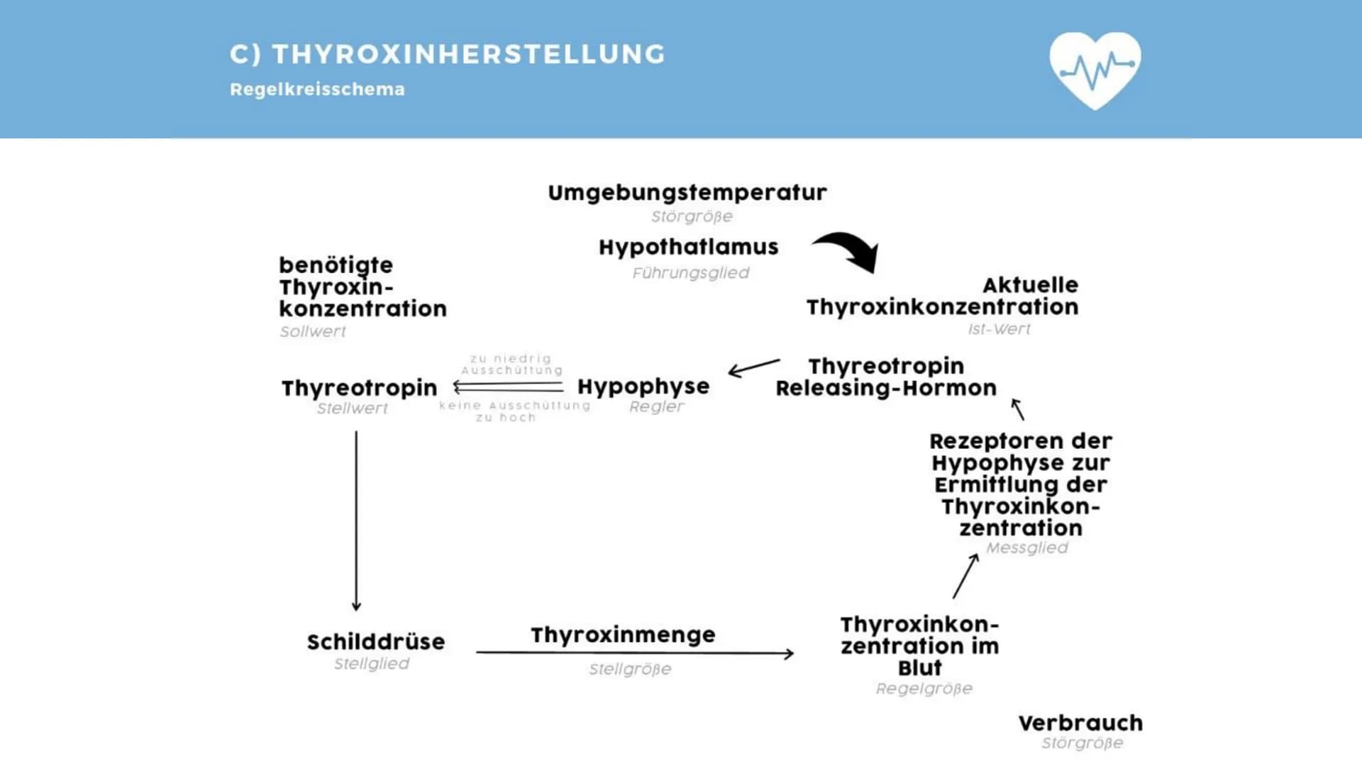 M
K
BIOLOGIE PRÄSENTATION
DIE
SCHILDDRÜSE Gliederung
> Allgemeines
Die Thyroxinherstellung
a) Wirkung
b) Regulationsprinzip
c) Regelkreissch