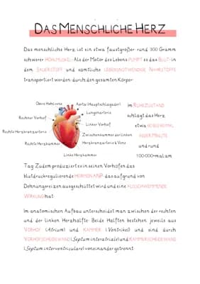 Einfach erklärt: Aufbau des Herzens für Schüler: Alles über Anatomie