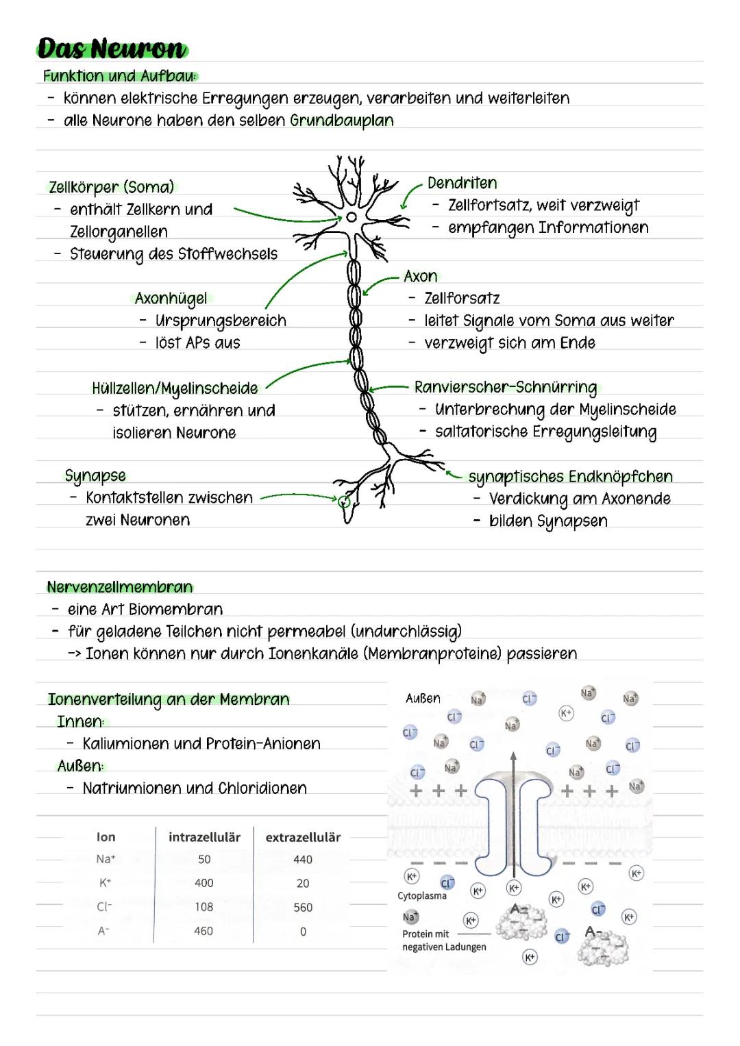 Nervenzelle / Neuron
