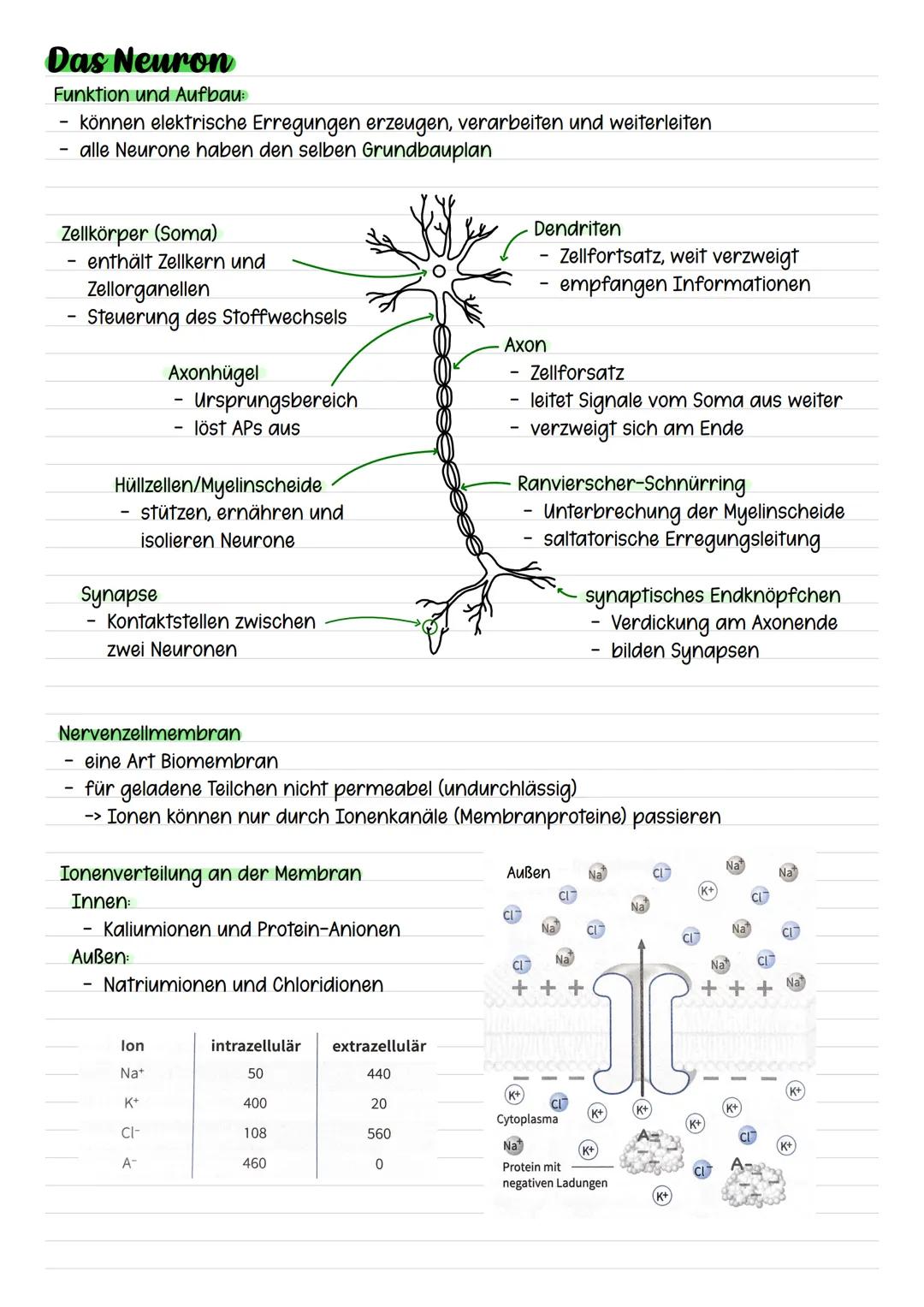 Das Neuron
Funktion und Aufbau:
können elektrische Erregungen erzeugen, verarbeiten und weiterleiten
alle Neurone haben den selben Grundbaup