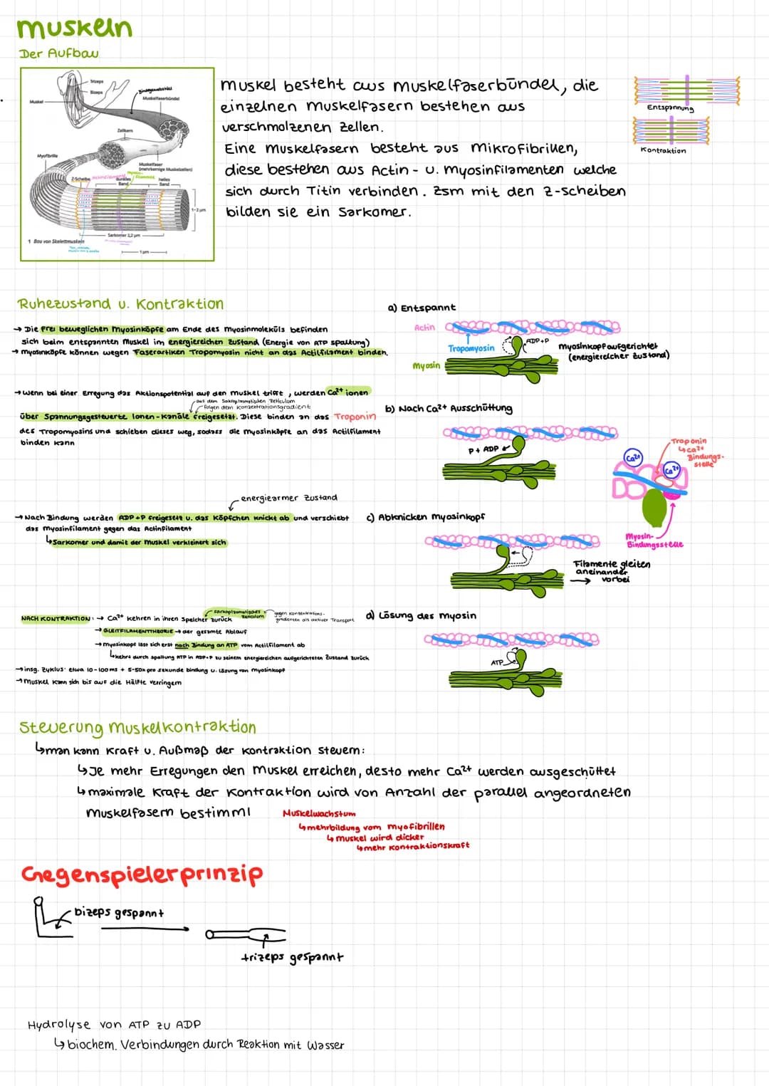 Bio Klausur 2
Chem. Aufbau Proteine
Aminosäuren
↳ Bausteine der Proteine
420 versch. Aminosäuren
↳ Grundaufbow:
H
Aminogruppe
10=
Carboxylgr