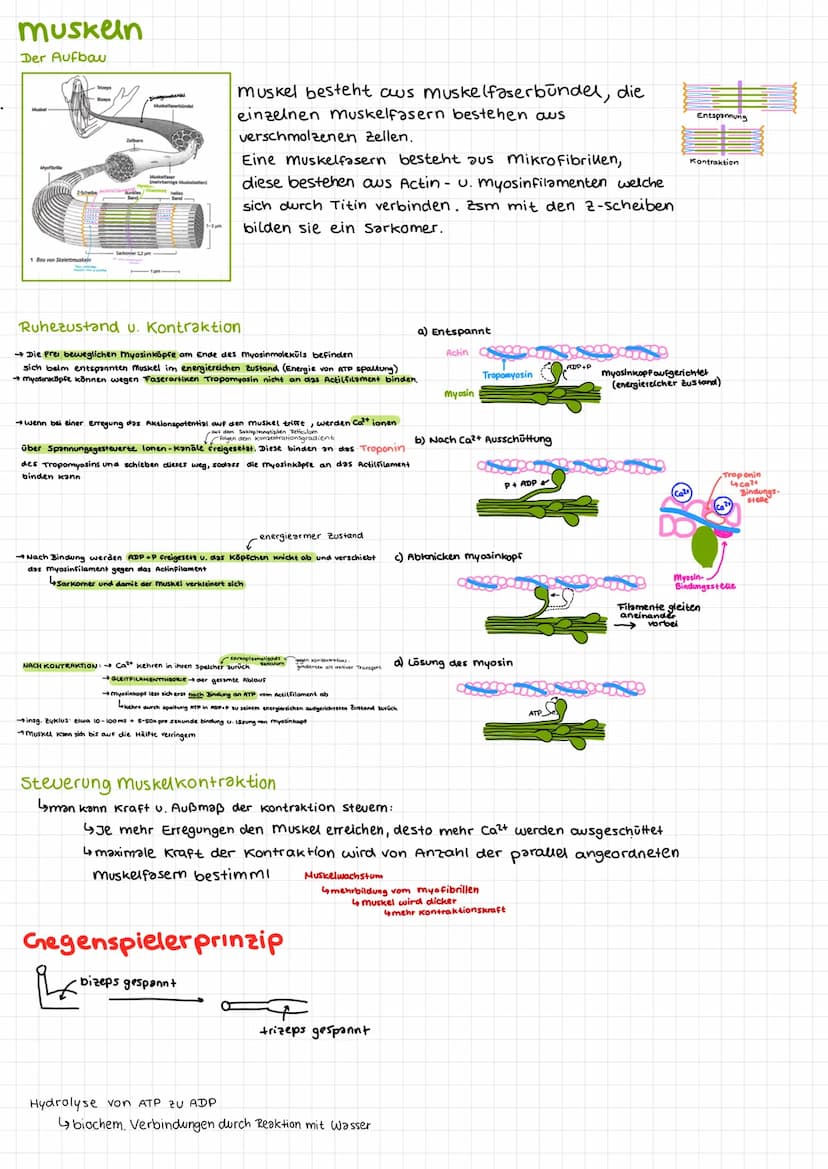 Bio Klausur 2
Chem. Aufbau Proteine
Aminosäuren
↳ Bausteine der Proteine
420 versch. Aminosäuren
↳ Grundaufbow:
H
Aminogruppe
10=
Carboxylgr