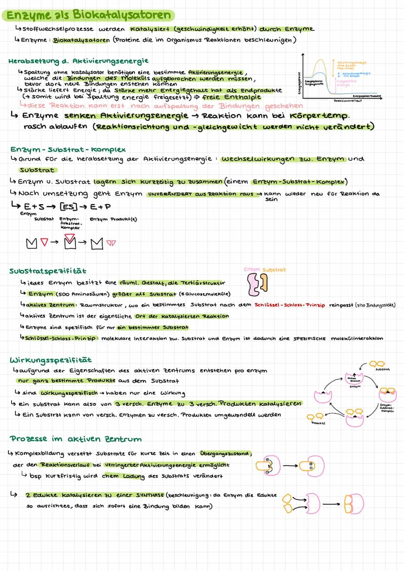 Bio Klausur 2
Chem. Aufbau Proteine
Aminosäuren
↳ Bausteine der Proteine
420 versch. Aminosäuren
↳ Grundaufbow:
H
Aminogruppe
10=
Carboxylgr