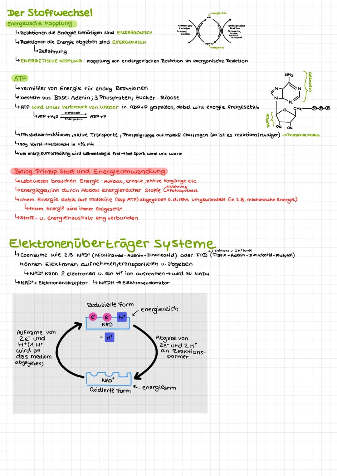 Bio Klausur 2
Chem. Aufbau Proteine
Aminosäuren
↳ Bausteine der Proteine
420 versch. Aminosäuren
↳ Grundaufbow:
H
Aminogruppe
10=
Carboxylgr