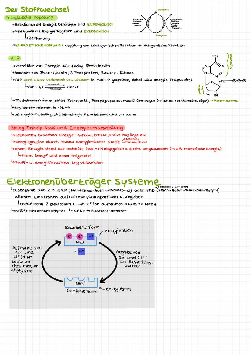 Bio Klausur 2
Chem. Aufbau Proteine
Aminosäuren
↳ Bausteine der Proteine
420 versch. Aminosäuren
↳ Grundaufbow:
H
Aminogruppe
10=
Carboxylgr