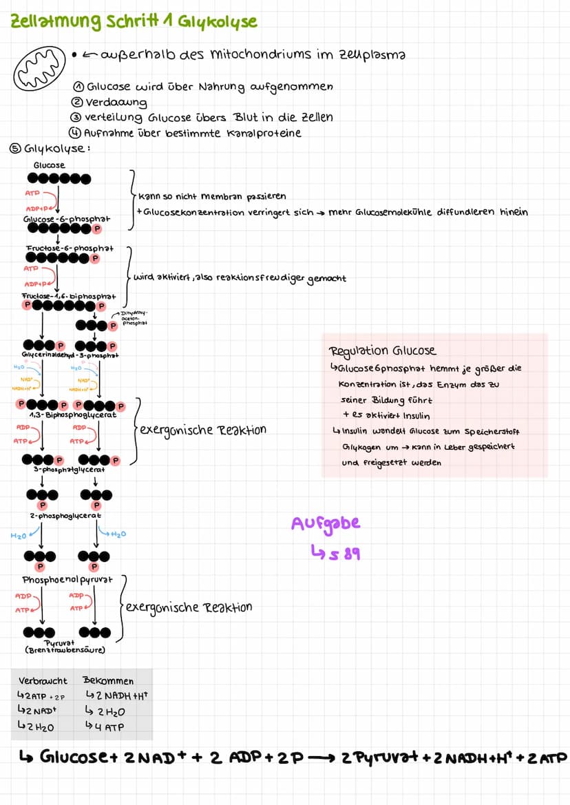 Bio Klausur 2
Chem. Aufbau Proteine
Aminosäuren
↳ Bausteine der Proteine
420 versch. Aminosäuren
↳ Grundaufbow:
H
Aminogruppe
10=
Carboxylgr
