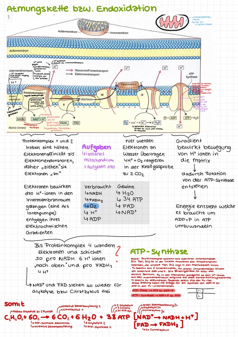 Bio Klausur 2
Chem. Aufbau Proteine
Aminosäuren
↳ Bausteine der Proteine
420 versch. Aminosäuren
↳ Grundaufbow:
H
Aminogruppe
10=
Carboxylgr