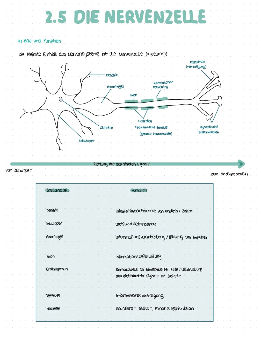 2.5 DIE NERVENZELLE
a) Bau und Funktion
Die kleinste Einheit des Nervensystems ist die Nervenzelle (= Neuron)
vom Zellkörper
Bestandteil
Den