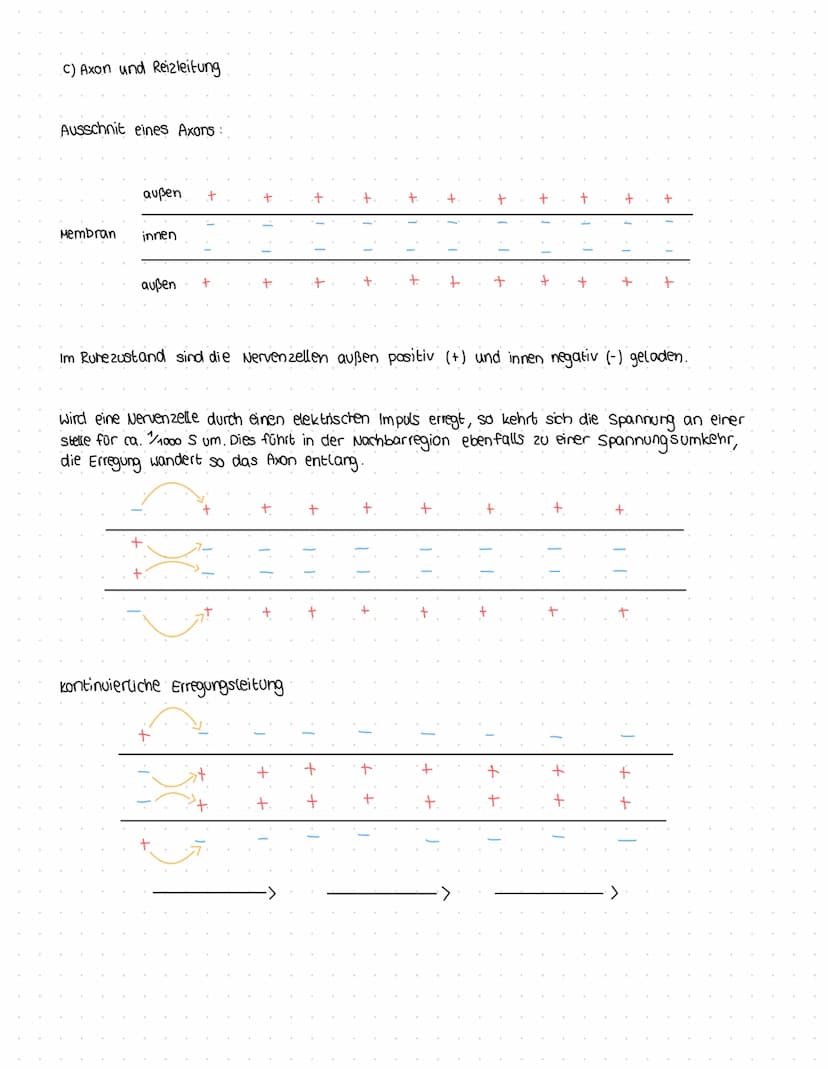 2.5 DIE NERVENZELLE
a) Bau und Funktion
Die kleinste Einheit des Nervensystems ist die Nervenzelle (= Neuron)
vom Zellkörper
Bestandteil
Den