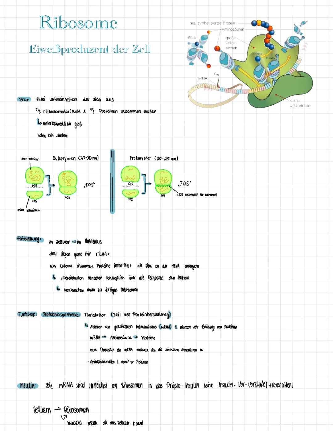 Ribosome (Aufbau,Entstehung/Funktion) 