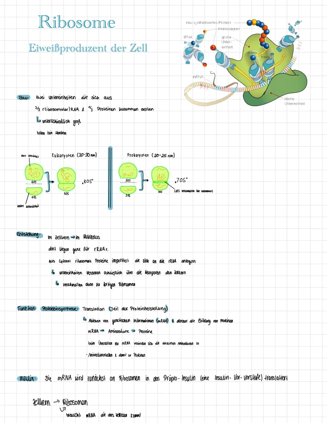 Bau
Ribosome
Eiweißproduzent der Zell
zwei untereinheiten die sich aus
2/3 ribosomaler) RNA & 1/3 Proteinen zusammen setzen
L unterschiedlic