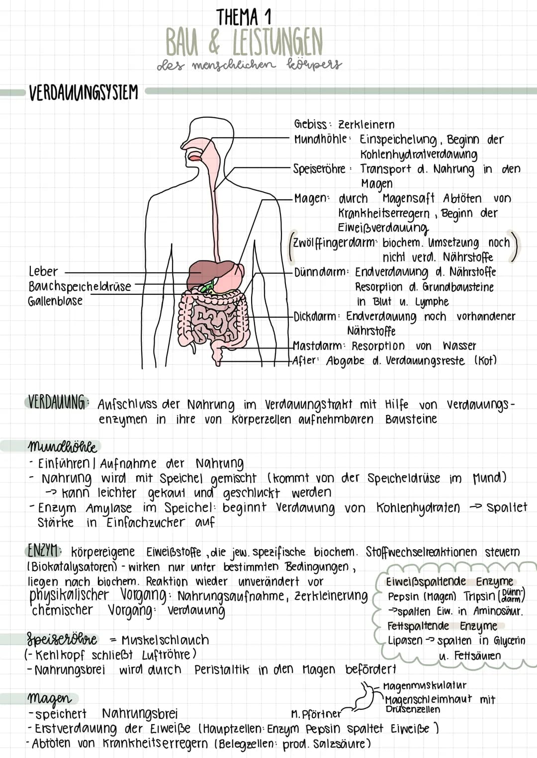 VERDAUUNGSYSTEM
Leber
Bauchspeicheldrüse
Gallenblase
THEMA 1
BAU & LEISTUNGEN
des menschlichen körpers
Gebiss Zerkleinern
Mundhöhle Einspeic