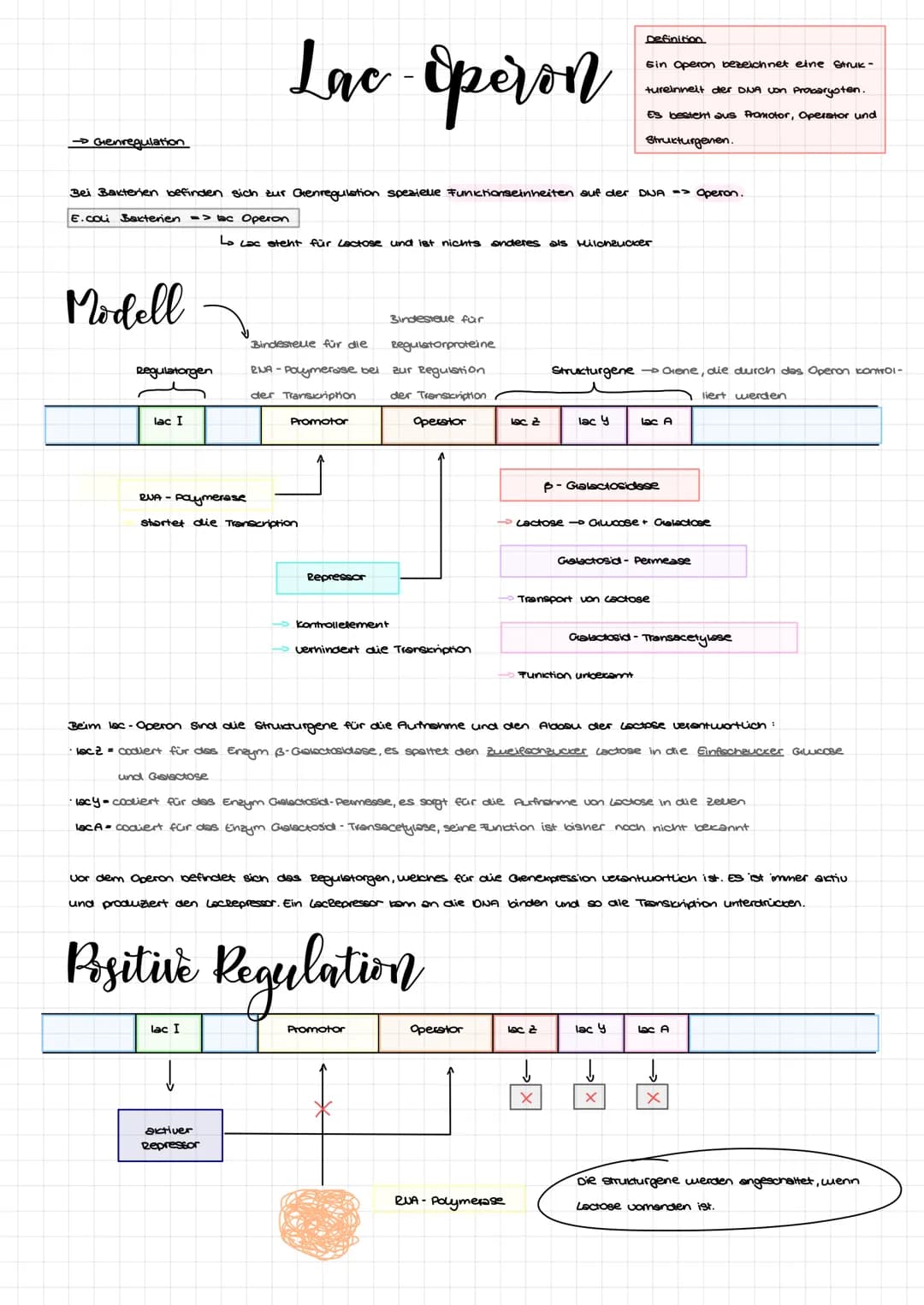 Lac- Speron
Bei Bakterien befinden sich zur Genregulation spezielle Funktionseinheiten auf der DNA => Operon.
E.coli Bakterien => lac Operon