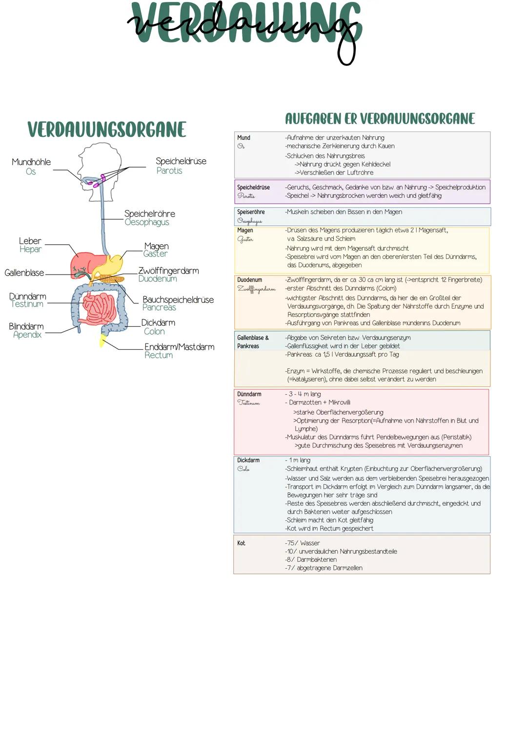 STOFFWECHSEL DER NÄHRSTOFFE
Monomere Nährstoffe
passieren unverändert
den Gastrointestinaltrakt
KÖRPERPOOL
Leberreserven
VERBALLING
Weiterle