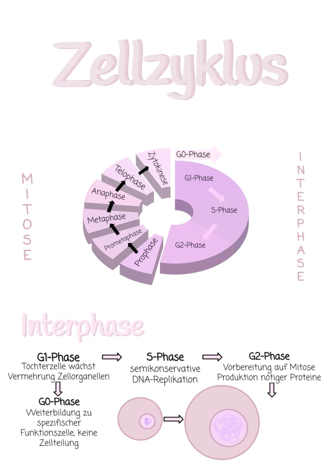 MITOSE
Zellzyklus
↓↓
GO-Phase
Anaphase
Telophase
Metaphase
Interphase
G1-Phase
Tochterzelle wächst
Vermehrung Zellorganellen
Weiterbildung z