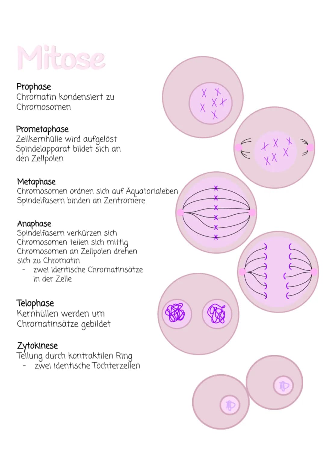 MITOSE
Zellzyklus
↓↓
GO-Phase
Anaphase
Telophase
Metaphase
Interphase
G1-Phase
Tochterzelle wächst
Vermehrung Zellorganellen
Weiterbildung z