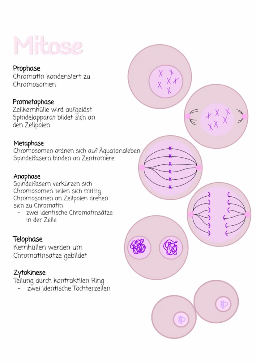 MITOSE
Zellzyklus
↓↓
GO-Phase
Anaphase
Telophase
Metaphase
Interphase
G1-Phase
Tochterzelle wächst
Vermehrung Zellorganellen
Weiterbildung z