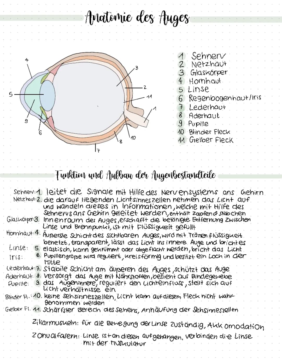 Das Auge: Aufbau und Funktionen einfach erklärt 👁📚