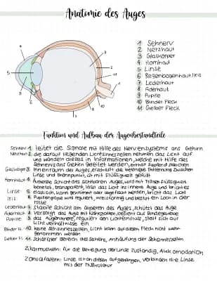 Know das auge-biologie lernzettel🔬👁 thumbnail