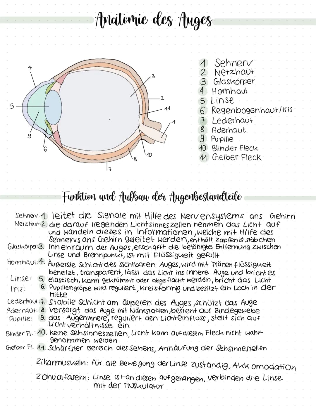 5
4
9
Anatomie des Auges
8
10
2
11
1 Sehnerv
2 Netzhaut
3 Glaskörper
4 Hornhaut
5 Linse
6 Regenbogenhaut /Iris:
7 Lederhaut
8 Aderhaut.
9 Pu