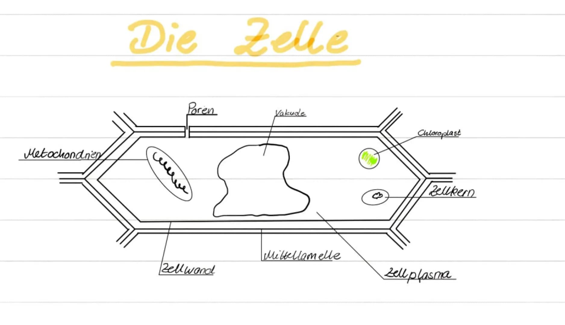 Metochondrien
Die Zelle
welve
Poren
Zellwand
Vakude
Mittellamelle
www
Chloroplast
Zellkern
Zell plasma