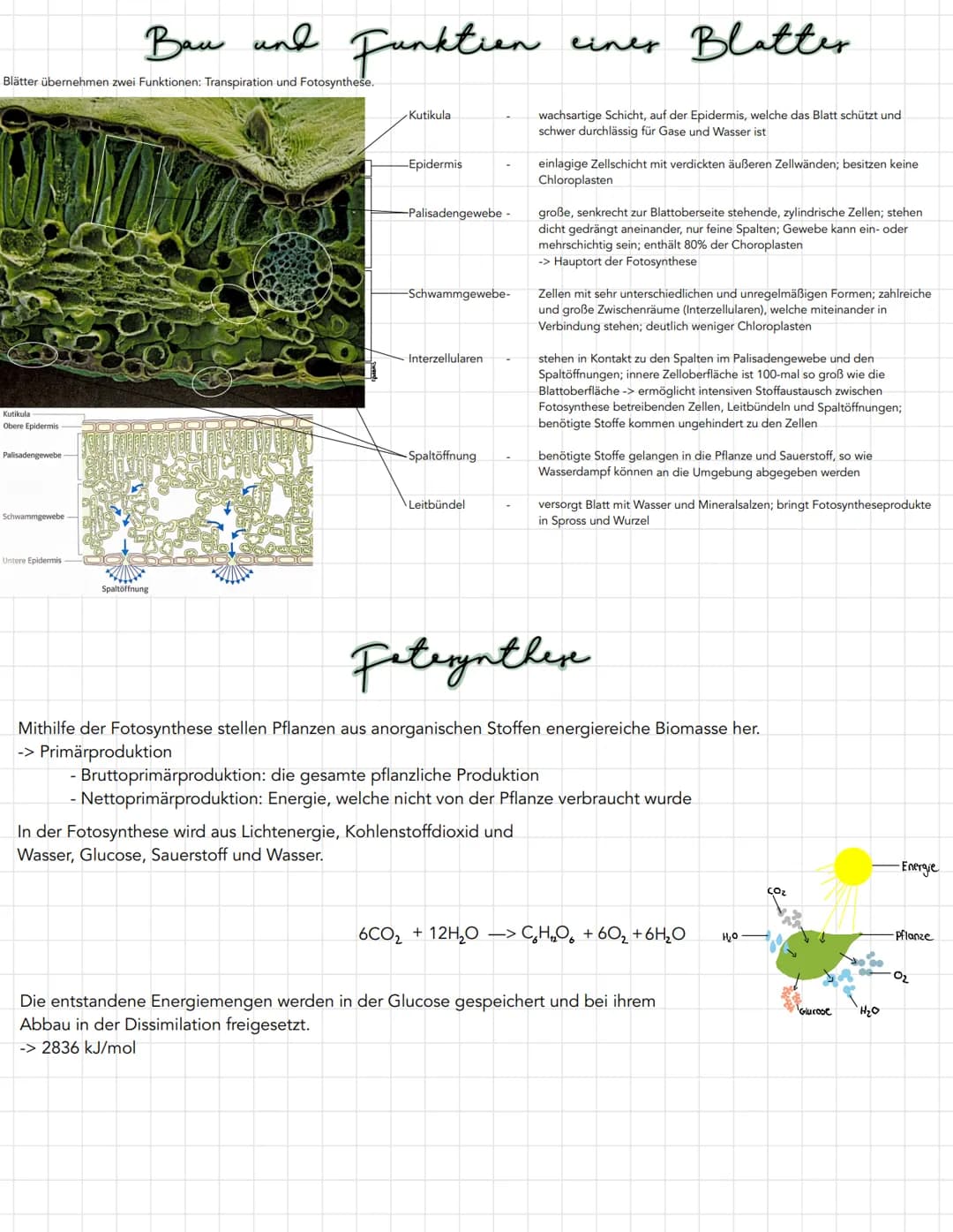 Blätter übernehmen zwei Funktionen: Transpiration und Fotosynthese.
Kutikula
Obere Epidermis
Palisadengewebe
Schwammgewebe-
Вам
Bau und Funk