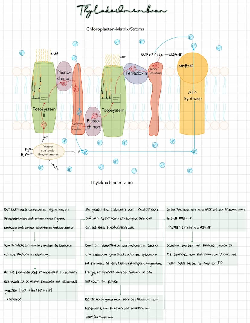 Blätter übernehmen zwei Funktionen: Transpiration und Fotosynthese.
Kutikula
Obere Epidermis
Palisadengewebe
Schwammgewebe-
Вам
Bau und Funk