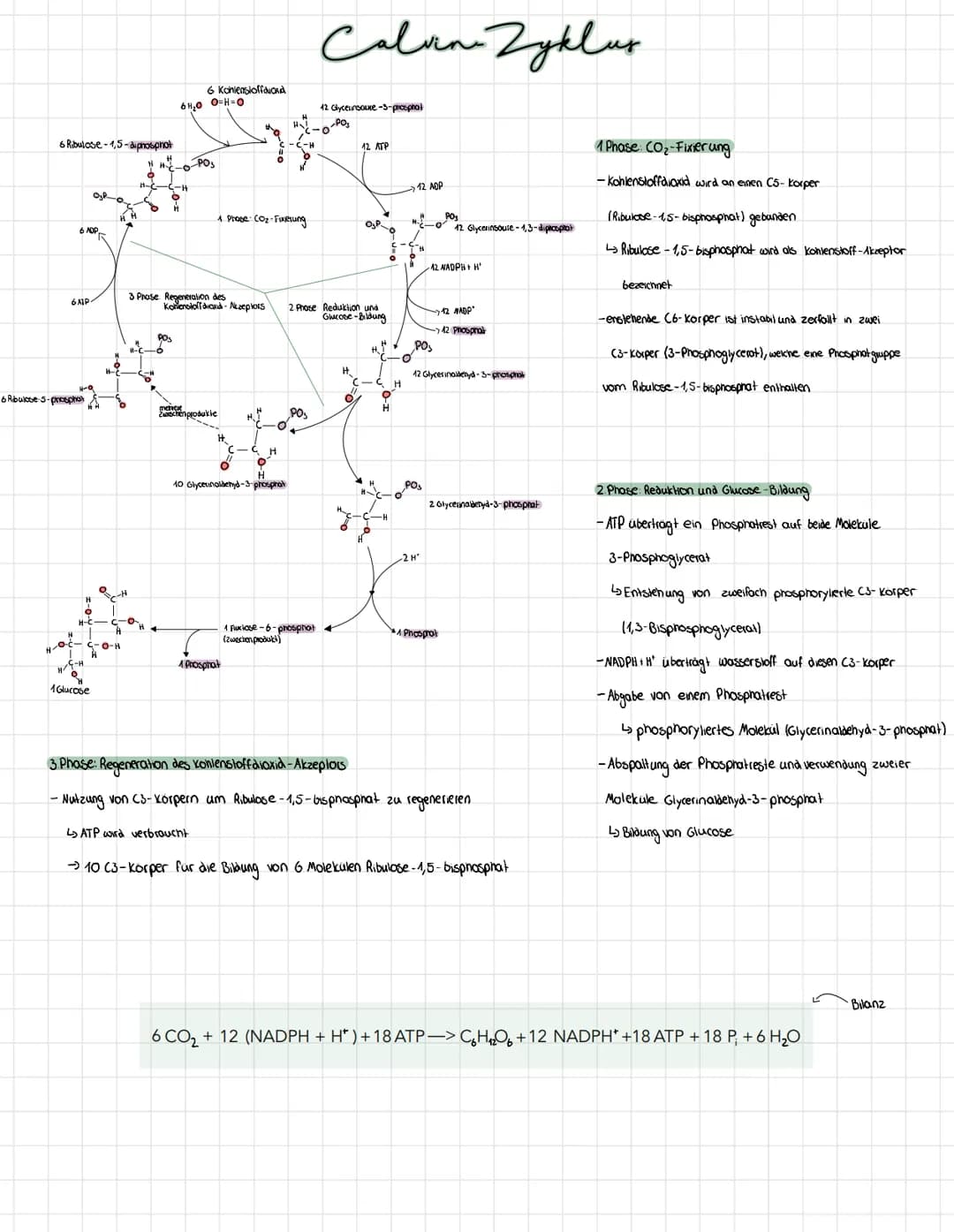 Blätter übernehmen zwei Funktionen: Transpiration und Fotosynthese.
Kutikula
Obere Epidermis
Palisadengewebe
Schwammgewebe-
Вам
Bau und Funk