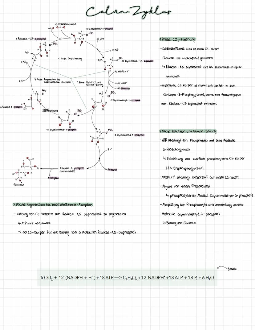 Blätter übernehmen zwei Funktionen: Transpiration und Fotosynthese.
Kutikula
Obere Epidermis
Palisadengewebe
Schwammgewebe-
Вам
Bau und Funk