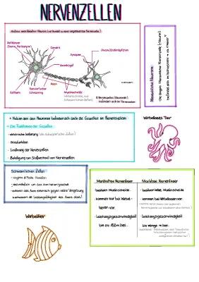 Know Neurobiologie - Nervenzellen, Membranpotential, Aktionspotential usw. thumbnail