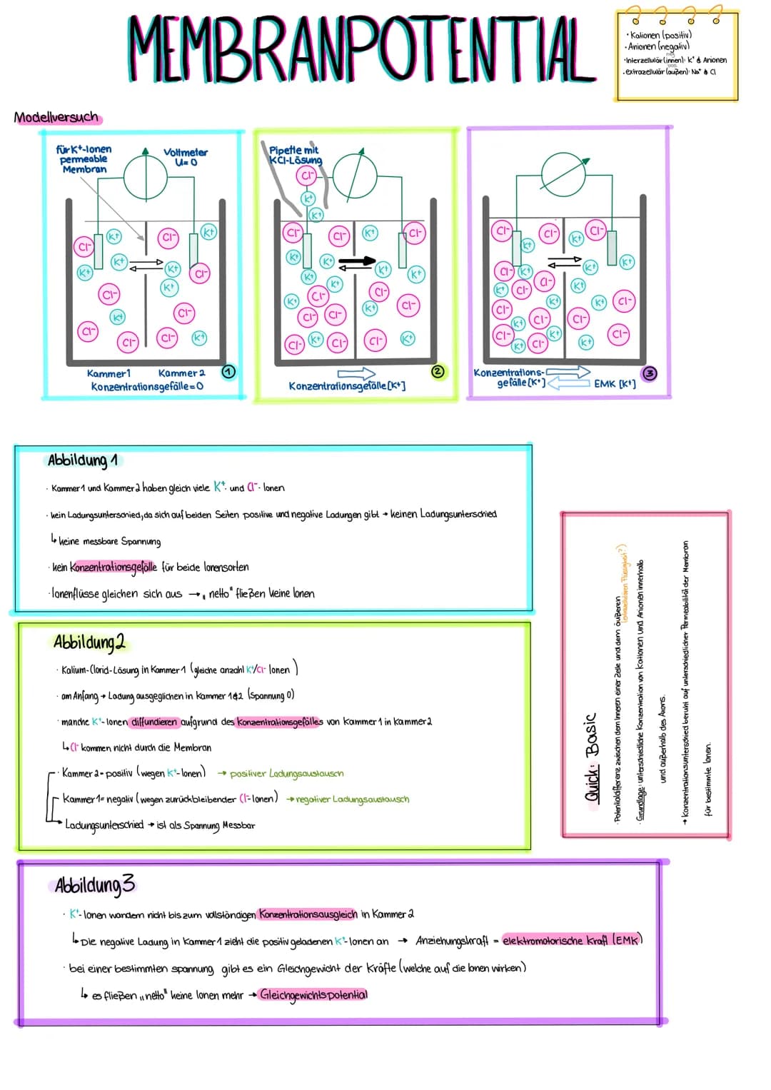 Aufbau eines Wirbeltier-Neurons (mit Kontakt zu einer angrenzenden Nervenzelle)
Zellkörper
(Soma, Perikaryon),
NERVENZELLEN
Zellkern
Ranvier