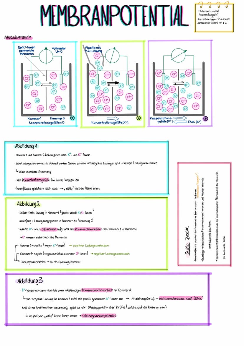 Aufbau eines Wirbeltier-Neurons (mit Kontakt zu einer angrenzenden Nervenzelle)
Zellkörper
(Soma, Perikaryon),
NERVENZELLEN
Zellkern
Ranvier