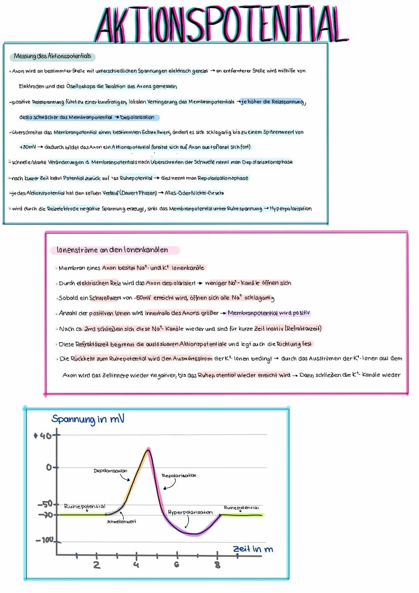 Aufbau eines Wirbeltier-Neurons (mit Kontakt zu einer angrenzenden Nervenzelle)
Zellkörper
(Soma, Perikaryon),
NERVENZELLEN
Zellkern
Ranvier
