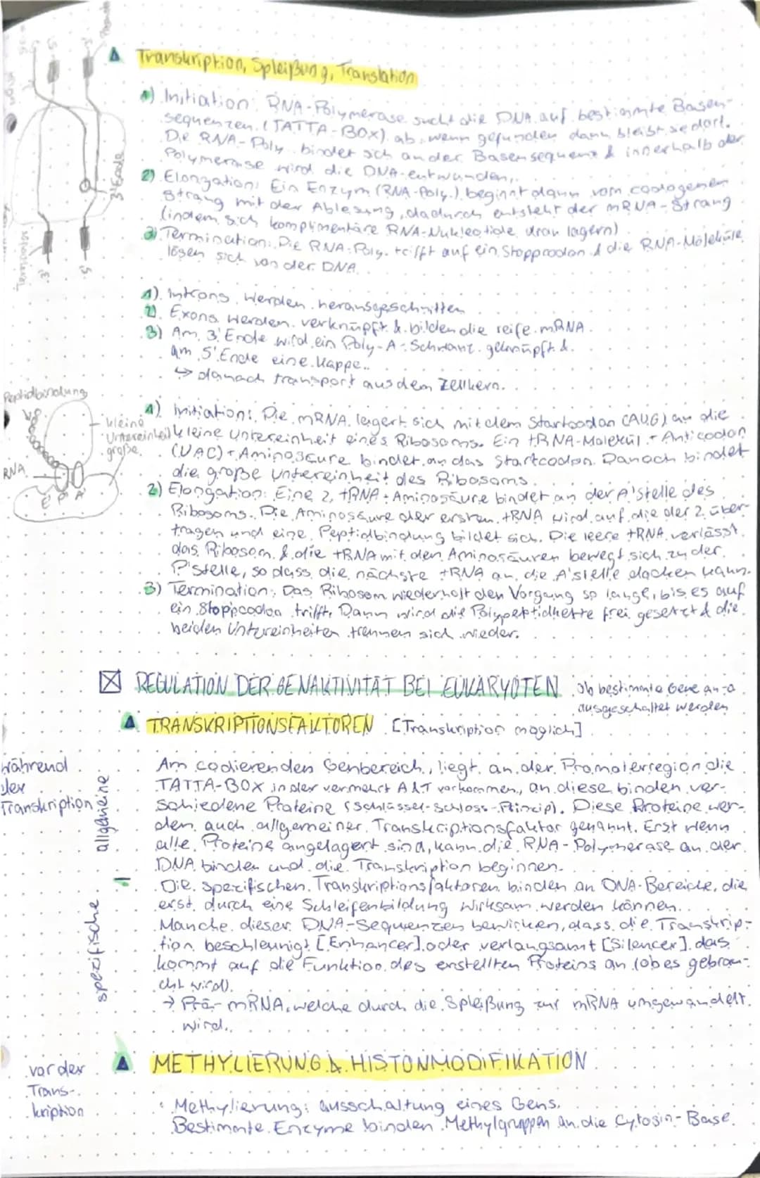 # GENETIK & EVOLUTION

genetik evolution

- Molekulargenetische Grundlagen des Lebens

- SPEICHERUNG & REALISIERUNG GENETISCHER INFORMATIONE