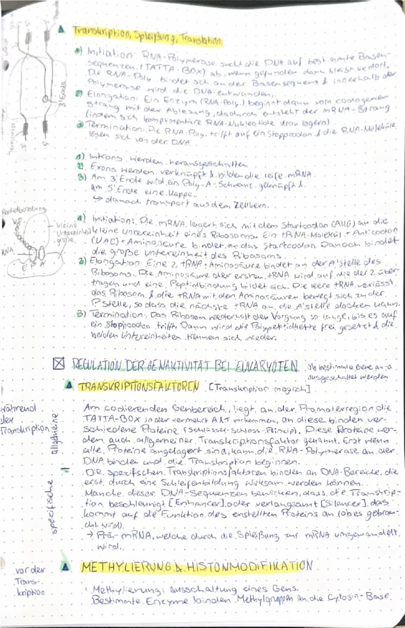 # GENETIK & EVOLUTION

genetik evolution

- Molekulargenetische Grundlagen des Lebens

- SPEICHERUNG & REALISIERUNG GENETISCHER INFORMATIONE