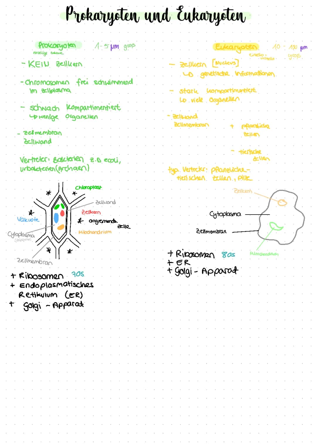 Prokaryoten und Eukaryoten