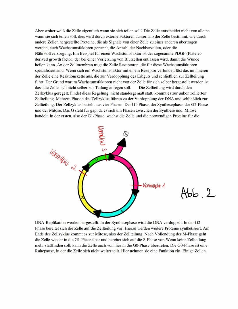 GFS
Schriftliche Ausarbeitung
Thema:
Krebs
Biologie Basiskurs Klasse 11
Schuljahr 2020/2021 Inhalt
1. Einführung
2. Definition
3. Krebsarten